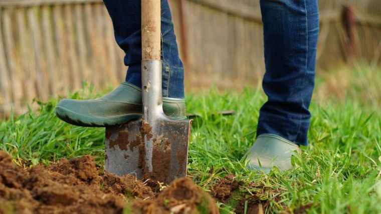 Digging with a spade in a garden.